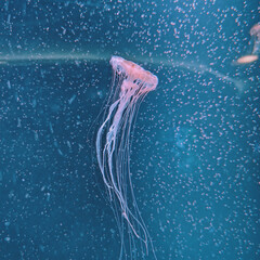 Jellyfish in the aquarium
