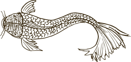 Hand drawn fish illustration on transparent background.
