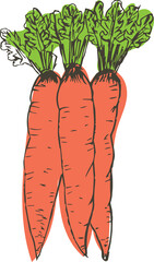 Hand drawn vegetable illustration on transparent background.
