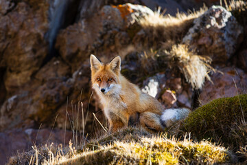 Red fox basking in the sun in the mountains