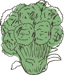 Hand drawn vegetable illustration on transparent background.
