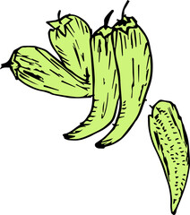 Hand drawn vegetable illustration on transparent background.
