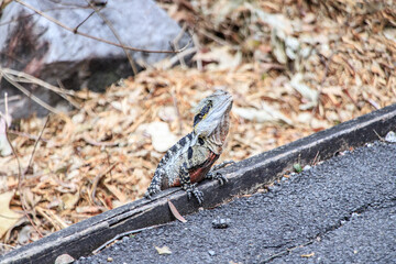 A Majestic Australian Water Dragon Basks in Natural Habitat