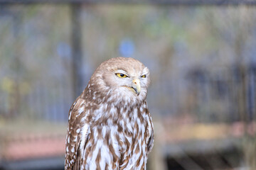 Majestic Barking Owl Amidst Nature’s Beauty