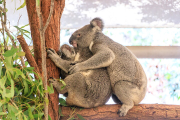 A Playful Moment Between Two Koalas