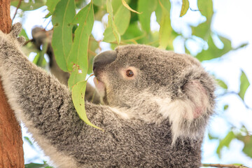 A Koala’s Peaceful Moment Among Eucalyptus Leaves