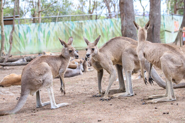 Naklejka na ściany i meble Kangaroos Gathering in a Peaceful Enclosure