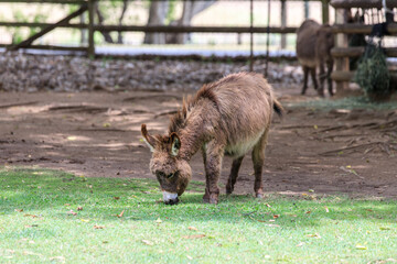Fototapeta premium Donkeys Grazing Peacefully in a Green Pasture