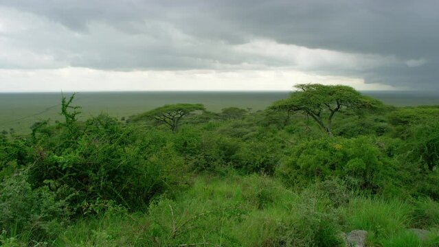 Green landscape on a cloudy day in the Serengeti UNESCO heritage site.