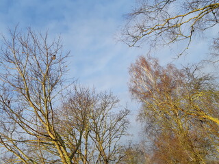 Summertime sky with trees