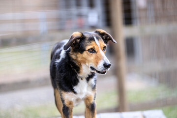 A Friendly Australian Shepherd in a Garden