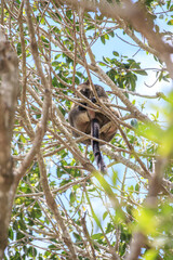 A Tree Kangaroo’s Hidden Retreat Amidst the Branches