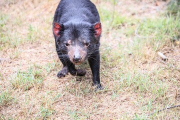 A Black Tasmanian Devil Roaming the Wild