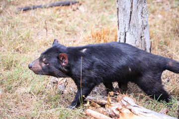 A Black Tasmanian Devil Roaming the Wild