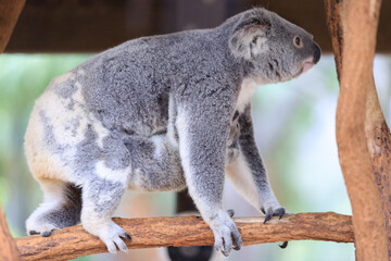 Obraz premium A Tender Moment: Mother Koala with Her Joey