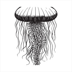 Fototapeta premium jellyfish illustration