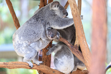 A Tender Moment: Mother Koala with Her Joey