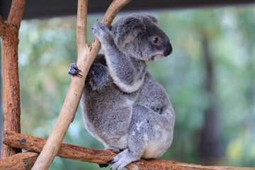A Tender Moment: Mother Koala with Her Joey
