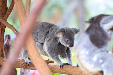 A Tender Moment: Mother Koala with Her Joey