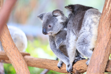 A Tender Moment: Mother Koala with Her Joey