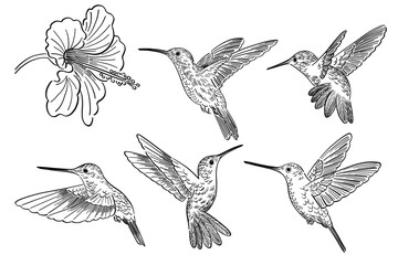 hand drawn doodle style pattern of colibri