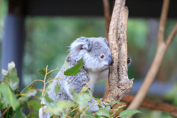 A Curious Koala Clings to a Tree Branch © Bossa Art