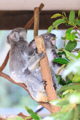 Fototapeta premium A Tender Moment: Mother Koala with Her Joey