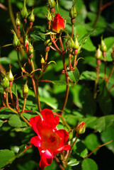 Ein Rosenstrauch mit vielen Knospen und roten Blüten.