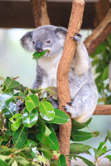 Koala relishing fresh eucalyptus leaves in the wild