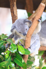 A Tender Moment: Mother Koala with Her Joey