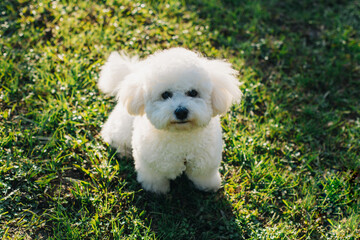 Cute Bichon Frise puppy on a green grass walking in a park.