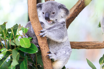 A Tender Moment: Mother Koala with Her Joey