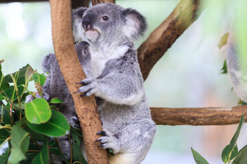 A Tender Moment: Mother Koala with Her Joey