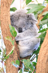 A Koala's Calm and Serene Moment in the Wild