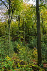 Fototapeta na wymiar Buchenwald im Naturschutzgebiet Gelpe, Wuppertal