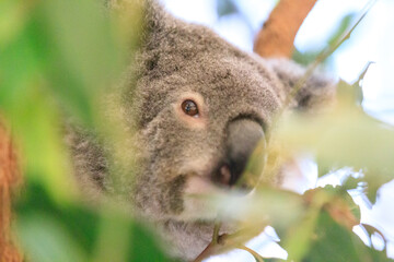 A Curious Koala Clings to a Green Branch