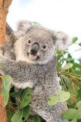 A Curious Koala Clings to a Tree Branch