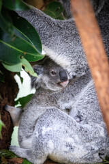 A Cuddly Joey Snuggled in Its Mother’s Arms
