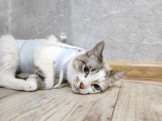 White cat after surgery in a special bandage, the cat is recovering from surgery lying on the floor in the apartment, the concept of veterinary medicine and animal surgery