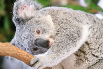 A Peaceful Koala Embracing the Tranquility of Nature