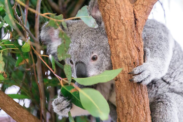 A Tranquil Koala Savoring Eucalyptus Leaves in the Australian Wilderness