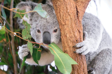 Obraz premium A Tranquil Koala Savoring Eucalyptus Leaves in the Australian Wilderness