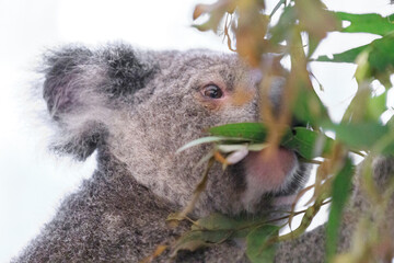 A Tranquil Koala Savoring Eucalyptus Leaves in the Australian Wilderness