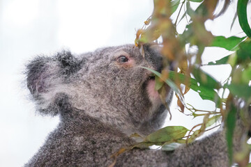 A Tranquil Koala Savoring Eucalyptus Leaves in the Australian Wilderness