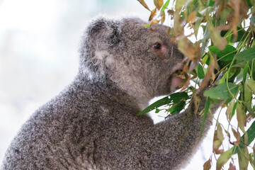 A Tranquil Koala Savoring Eucalyptus Leaves in the Australian Wilderness