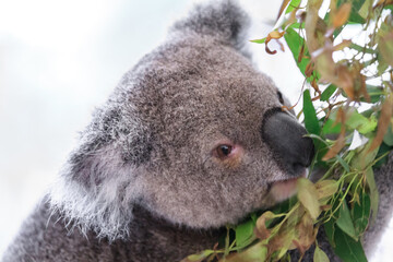 A Tranquil Koala Savoring Eucalyptus Leaves in the Australian Wilderness