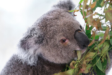 A Tranquil Koala Savoring Eucalyptus Leaves in the Australian Wilderness