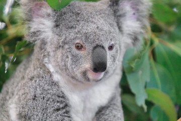 A Curious Koala Amidst Lush Greenery