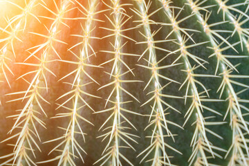 thorn cactus texture background. Golden barrel cactus, golden ball or mother-in-law's cushion Echinocactus grusonii is a species of barrel cactus which is endemic to east-central Mexico - obrazy, fototapety, plakaty