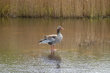 Greylag goose, Anser anser, standing in shallow water of pond in nature reserve Zanderij Crailo, Hilversum, Netherlands